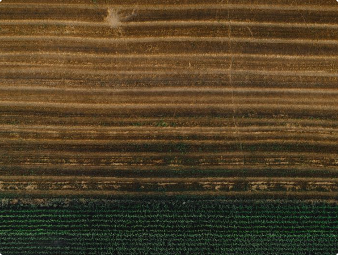 Campo agrícola